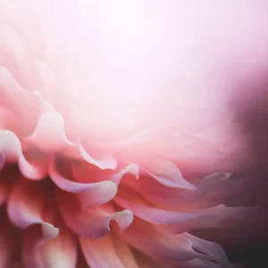Blüte als Metapher für Frieden und Harmonie