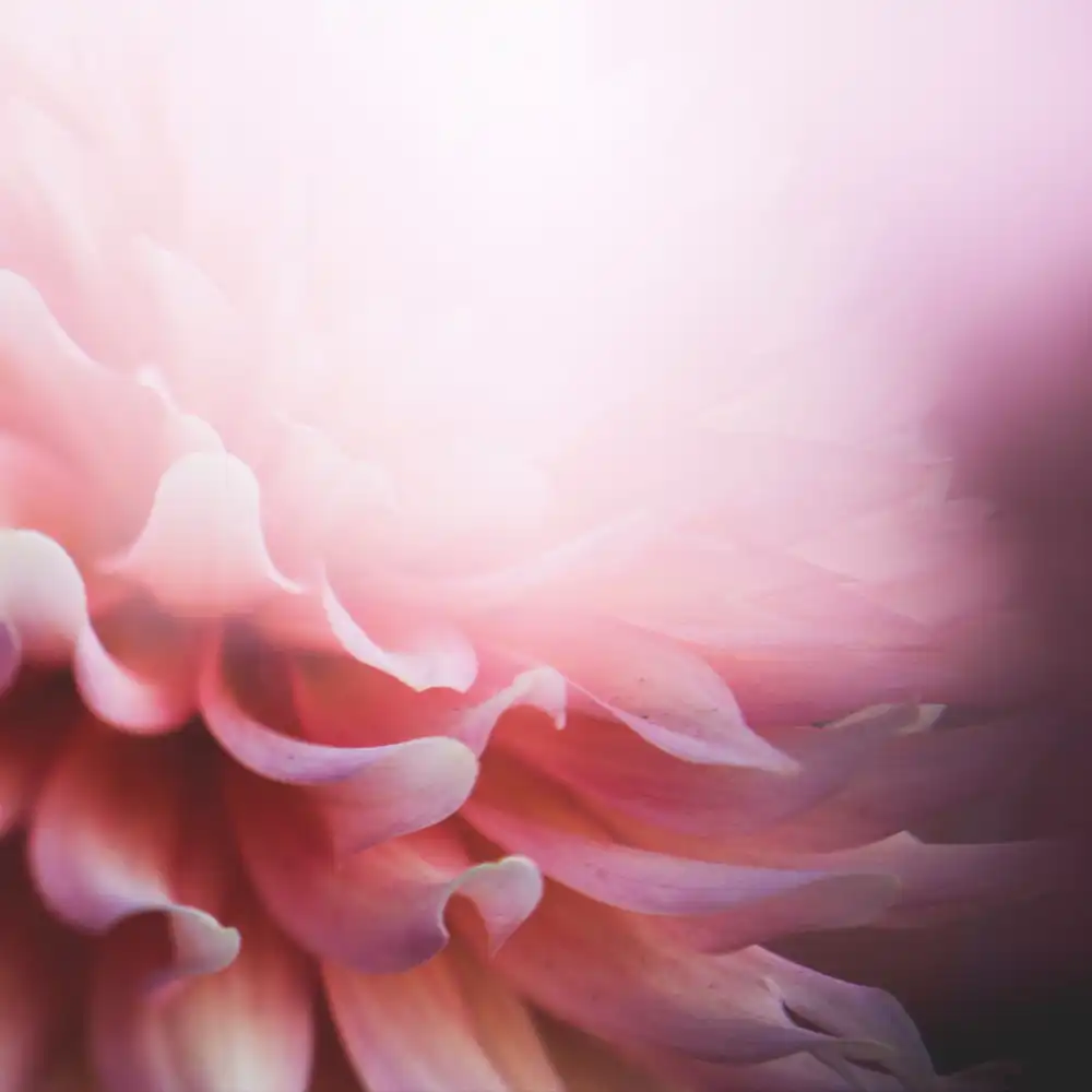 Blüte als Metapher für Frieden und Harmonie