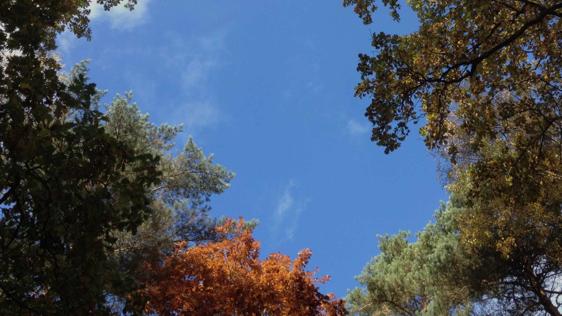Heilpraktiker für Psychotherapie Berlin | Bäume & Himmel